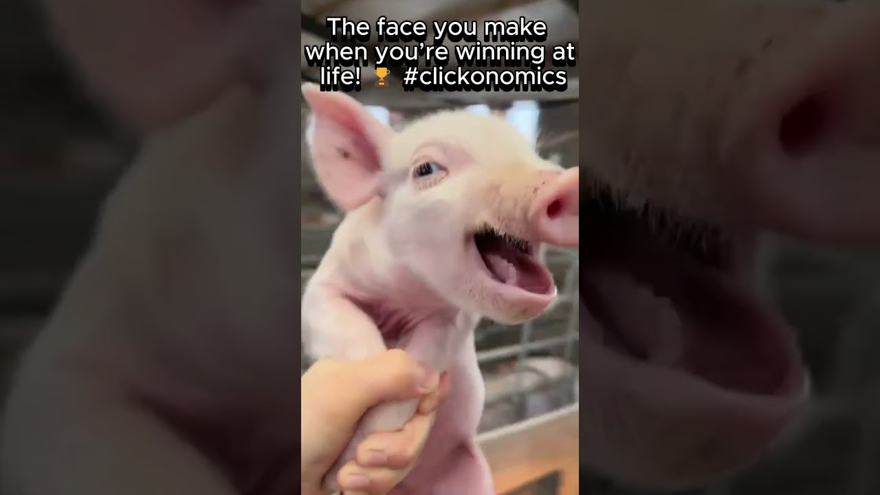 Winning at Life The Pig Who Went Viral!