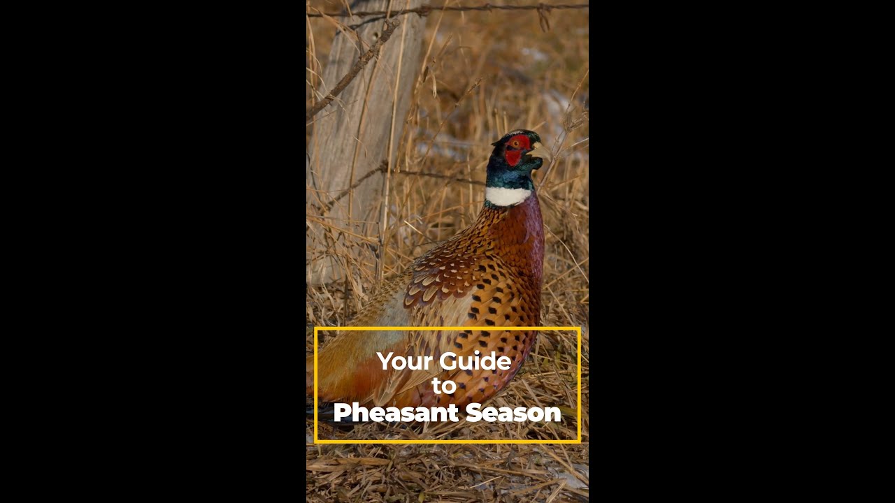 Sportsmans Pride Blog November 2023 | Your Guide to Pheasant Season