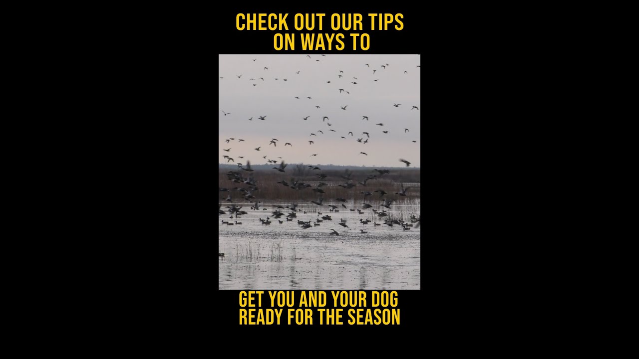 Sportsman's Pride Blog October 2023 | Your Guide To Duck Season