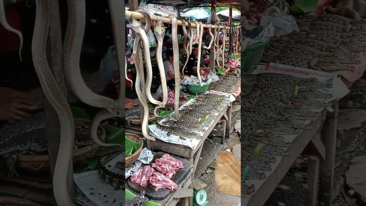 Exotic Animals for Sale in the Open@fahrurradhi-ai