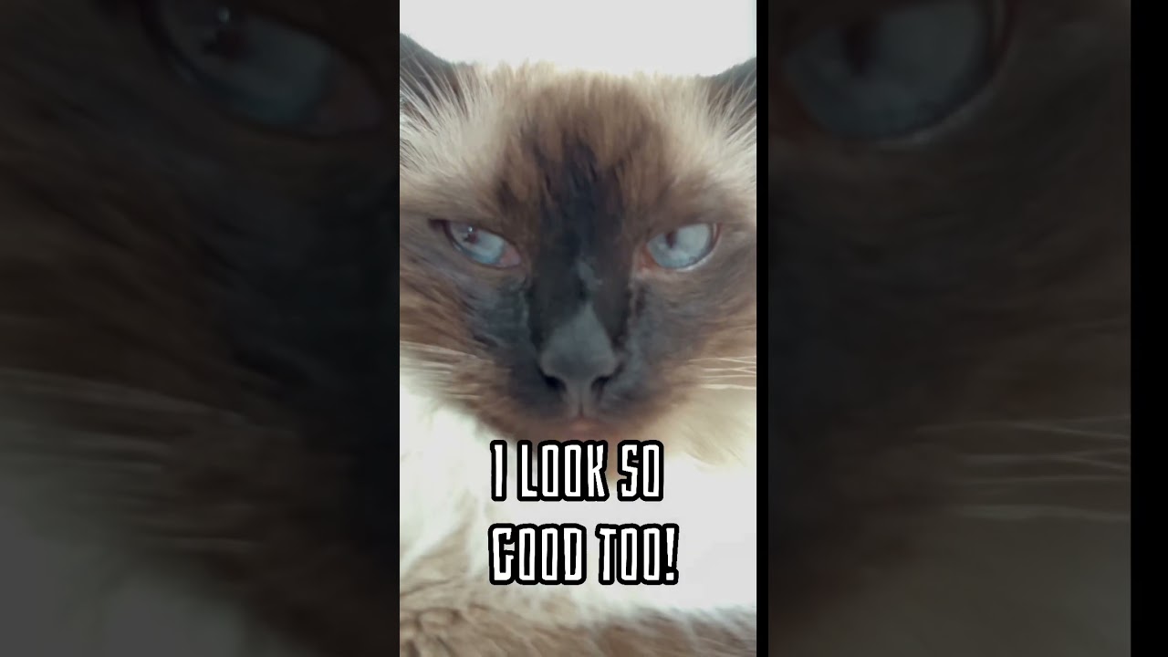Side hussle for 2023!  #asmr #meow #sidehustle #model #shorts #passiveincome #funny #cat #meow #hi
